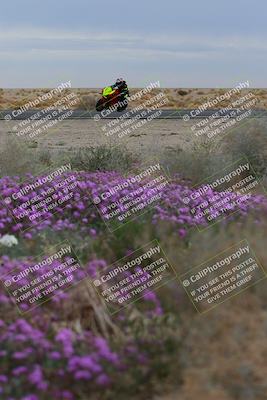 media/Jan-14-2023-SoCal Trackdays (Sat) [[497694156f]]/Turn 14 Exit Bloomig (145pm)/